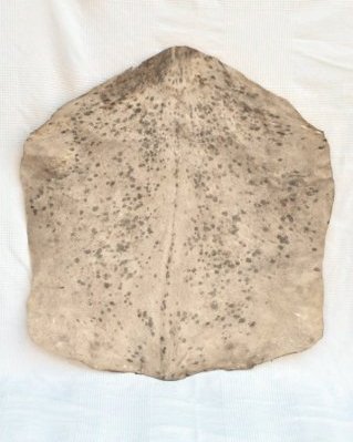 Peau de chèvre djembé Sahel blanche tachetée épaisse