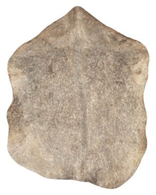 Peau de chèvre djembé Sahel marron mouchetée semi-épaisse