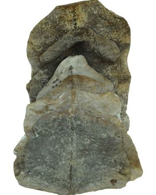 Lot 10 peaux de chèvre djembé Sahel rasées déclassées