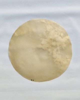 Peau de cheval djembé épaisse sans poil M