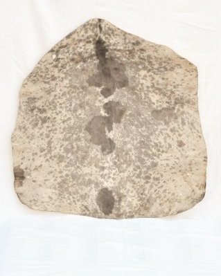 Peau de chèvre djembé Sahel blanche tachetée semi-épaisse